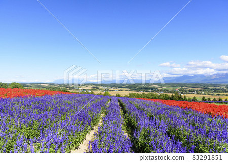 上富良野秋天的花田和藍天 上富良野秋天的花田和藍天 83291851