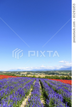 Kamifurano Autumn flower field and blue sky Kamifurano Autumn flower field and blue sky 83291853