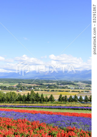 Kamifurano Autumn flower field and blue sky Kamifurano Autumn flower field and blue sky 83291867