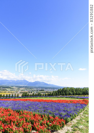 上富良野秋天的花田和藍天 83291882