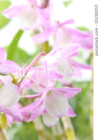 石斛蘭花粉紅色特寫濱名湖 石斛蘭花粉紅色特寫濱名湖 83292053