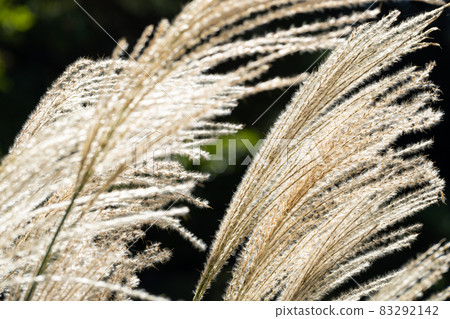 [Autumn] Japanese pampas grass 83292142