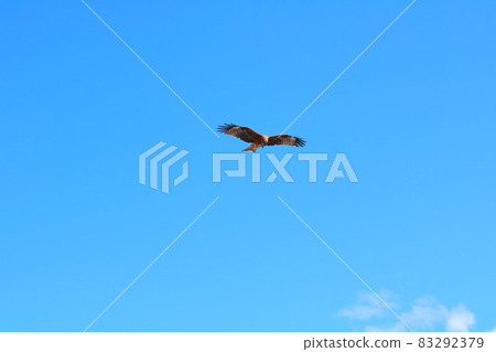 駿河灣的特產,在天上飛的黑風箏 駿河灣的特產,在天上飛的黑風箏 83292379