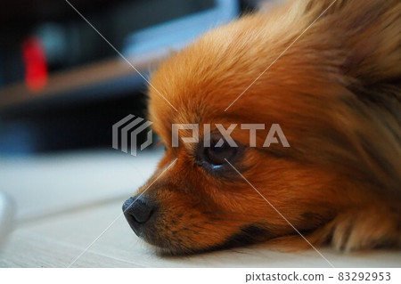 Vague Pomeranian 83292953