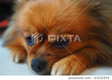 Pomeranian I want you to take care of 83292954