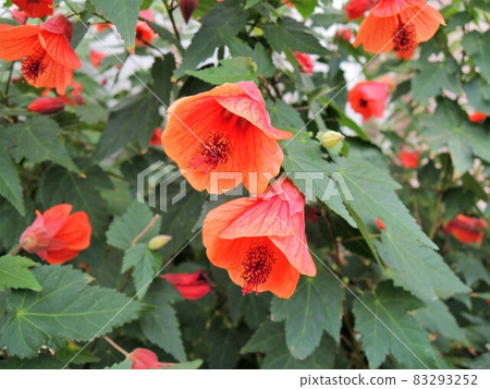 Abutilon Dwarf Red 83293252