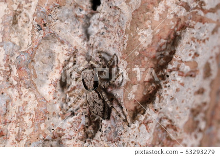Creatures, spiders, jumping spiders, and females. It is a warm region and is located in the Nansei Islands in Japan. On Ishigaki Island in October 83293279