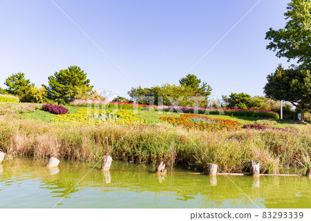 See the autumn cherry blossom fields in full bloom in Akashi Kaikyo National Government Park on Awaji Island in fine weather over the pond See the autumn cherry blossom fields in full bloom in Akashi Kaikyo National Government Park on Awaji Island in fine weather over the pond 83293339