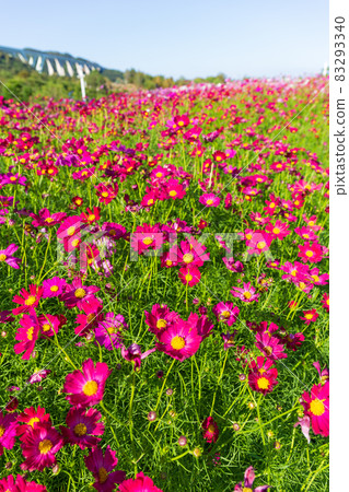 Cosmos in full bloom in Akashi Kaikyo National Government Park on Awaji Island in fine weather Cosmos in full bloom in Akashi Kaikyo National Government Park on Awaji Island in fine weather 83293340