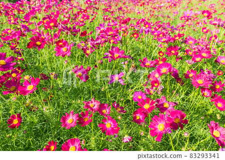 Cosmos in full bloom in Akashi Kaikyo National Government Park on Awaji Island in fine weather Cosmos in full bloom in Akashi Kaikyo National Government Park on Awaji Island in fine weather 83293341