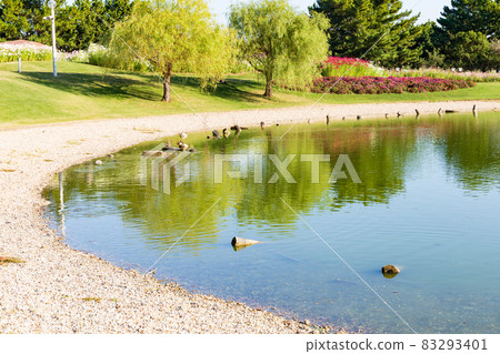 天氣晴朗時，淡路島明石海峽國立公園內盛開的花和花海 83293401