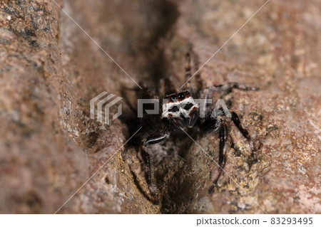 一個生物,一隻蜘蛛,一隻跳蛛,一隻雄性。白髮下的黑色,這就是“Agoguro”嗎?臉是橙色的 一個生物,一隻蜘蛛,一隻跳蛛,一隻雄性。白髮下的黑色,這就是“Agoguro”嗎?臉是橙色的 83293495