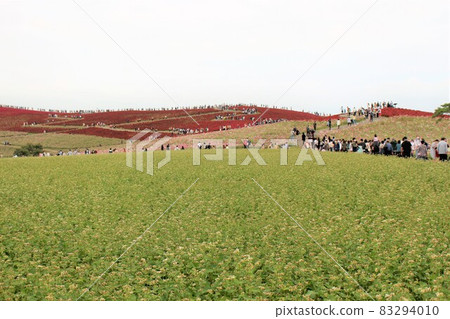 Hitachi Seaside Park, buckwheat flowers and hills of view, autumn leaves of Kokia Hitachi Seaside Park, buckwheat flowers and hills of view, autumn leaves of Kokia 83294010