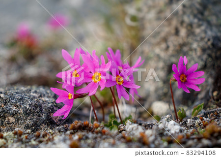 Beautiful wildflowers Primula cuneifolia. Beautiful wildflowers Primula cuneifolia. 83294108