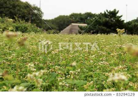 Hitachi Seaside Park Miharashinosato and buckwheat flowers Hitachi Seaside Park Miharashinosato and buckwheat flowers 83294129