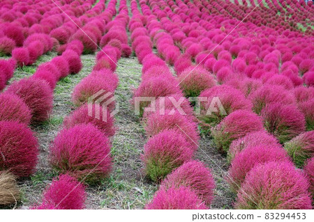 Hitachi Seaside Park, Miharashi Hill, Autumn Leaves in Kokia Hitachi Seaside Park, Miharashi Hill, Autumn Leaves in Kokia 83294453