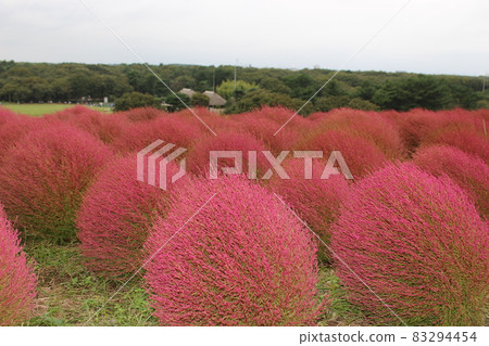 Hitachi Seaside Park, Miharashi Hill, Autumn Leaves in Kokia Hitachi Seaside Park, Miharashi Hill, Autumn Leaves in Kokia 83294454