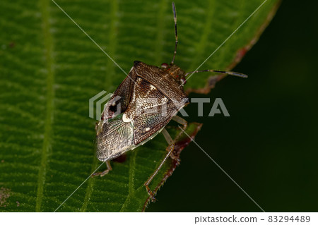 Adult Stink Bug 83294489
