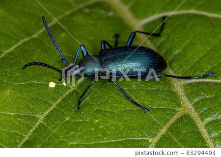 Adult Comb-clawed Darkling Beetle 83294493