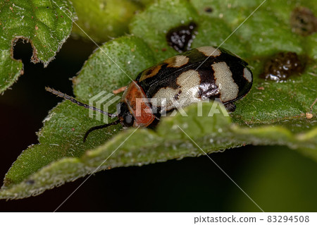 Adult Flea Beetle 83294508