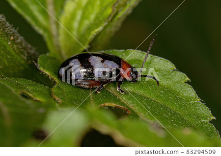 Adult Flea Beetle 83294509