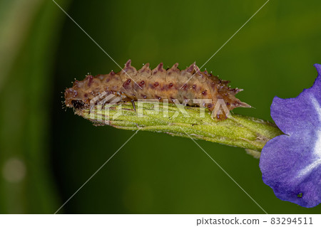 Flea Beetle Larva Flea Beetle Larva 83294511