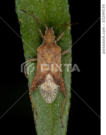 Adult Scentless Plant Bug Adult Scentless Plant Bug 83294539