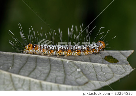 White and Orange Cutworm Moth Caterpillar White and Orange Cutworm Moth Caterpillar 83294553