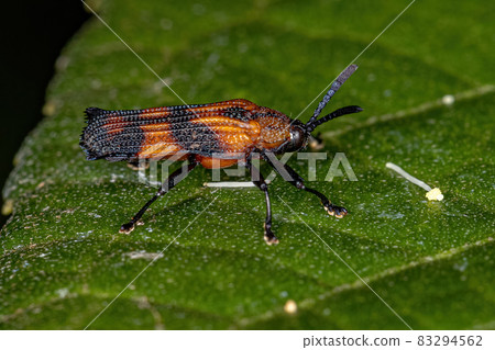 Adult Leaf Beetle 83294562