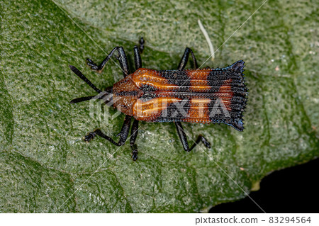 Adult Leaf Beetle Adult Leaf Beetle 83294564