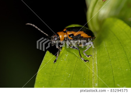 Adult Leaf Beetle 83294575