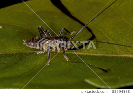 Raspy Cricket Nymph 83294588