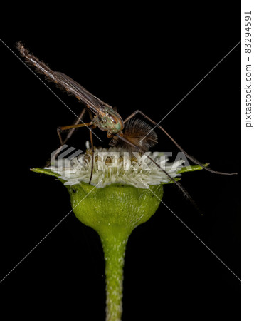 Adult Non-biting Midge 83294591