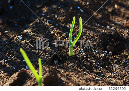Garlic germination garlic cultivation 83294803