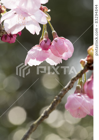 Sakura sunlight ball bokeh (Kakogawa City, Hyogo Prefecture) 83294844