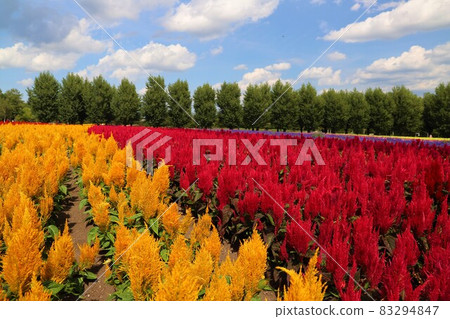 Summer north flower field 83294847
