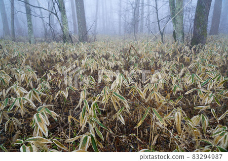Forest landscape with early morning fog 83294987