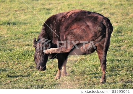 Ranch scenery, Japanese beef Ranch scenery, Japanese beef 83295041