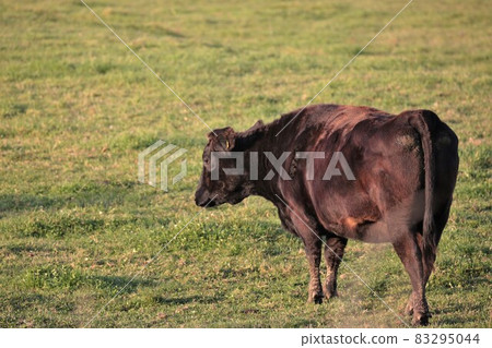 牧場風光，日本牛肉 83295044