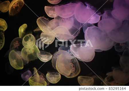 Floating jellyfish Floating jellyfish 83295164
