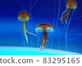 漂浮的水母 83295165