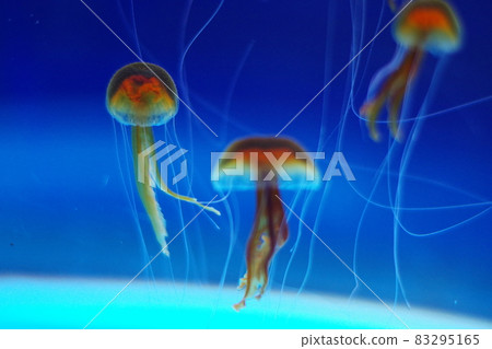 Floating jellyfish Floating jellyfish 83295165