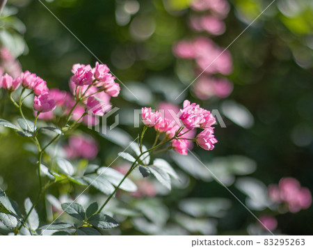 Beautiful roses blooming in the garden Beautiful roses blooming in the garden 83295263