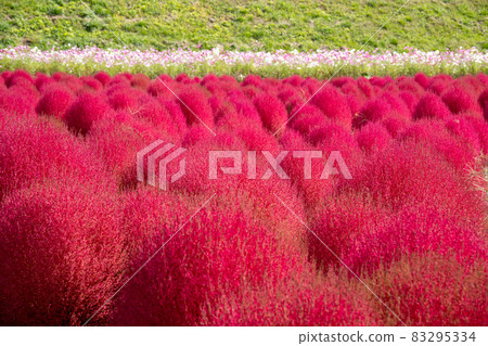 Autumn leaves in Kokia field (rear cosmos field) Autumn leaves in Kokia field (rear cosmos field) 83295334