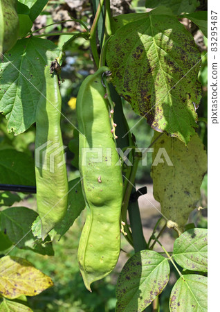 植物:Nata豆豆 植物:Nata豆豆 83295487