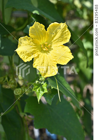 植物:絲瓜,葫蘆科 植物:絲瓜,葫蘆科 83295488