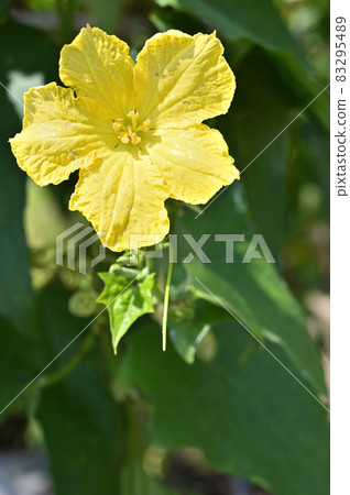植物：絲瓜，葫蘆科 83295489