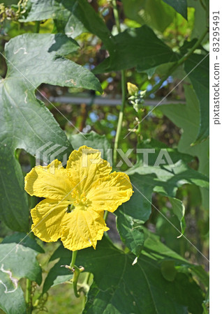 Plant: Loofah, Cucurbitaceae 83295491
