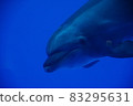游泳海豚 83295631