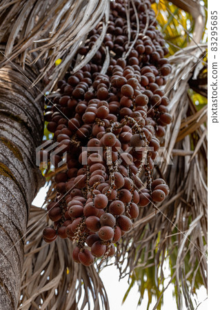 Moriche Palm Fruits Moriche Palm Fruits 83295685